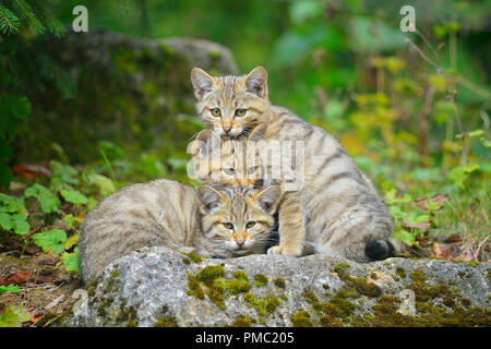 Chat sauvage, Felis silvestris, trois chatons, Allemagne Banque D'Images