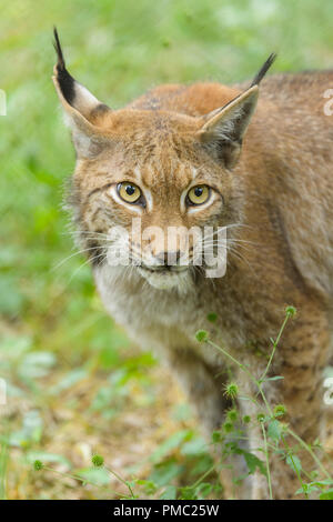 Lynx, Lynx lynx, Portrait, Allemagne Banque D'Images