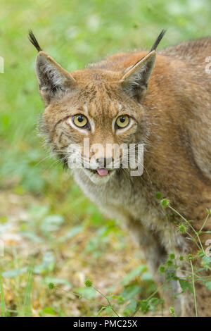 Lynx, Lynx lynx, Portrait, Allemagne Banque D'Images