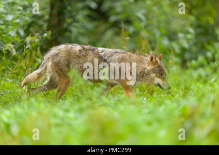 Le loup gris d'Europe, Canis lupus lupus, Allemagne Banque D'Images
