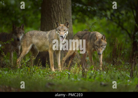 Le loup gris d'Europe, Canis lupus lupus, Allemagne Banque D'Images