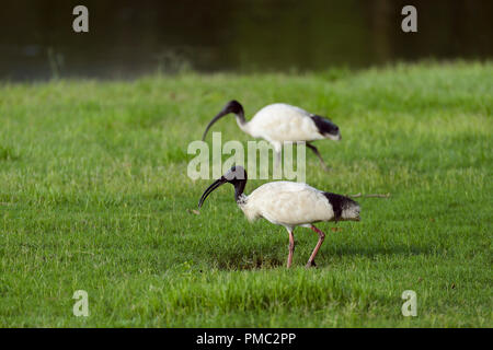 Australian White Ibis Threskiornis, moluccus, deux oiseaux, Rockhampton, Queensland, Australie Banque D'Images