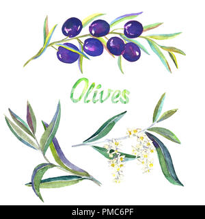 Branches d'olive noire avec fruits, fleurs et feuilles, illustration aquarelle peint main isolé Banque D'Images