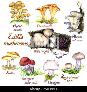 Les champignons variété croissante, Pholiota brocolis , Chanterelle, Pleurotus ostreatus, blanc et noir, la truffe du Périgord ou Suillus Suil Banque D'Images