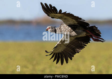 Un battant screamer sud photographié en Argentine Banque D'Images