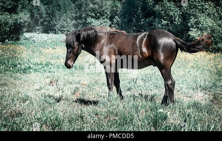Dans un pré au bord de la pâturage en forêt à cheval. Banque D'Images