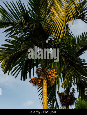 D'arec (Supari) palms avec tas de noix d'arec en belle lumière dorée du soir à Adpai, Goa, Inde. Banque D'Images