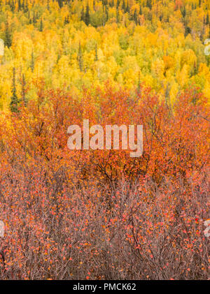 Couleurs d'automne dans la chaîne de Brooks, de l'Arctique de l'Alaska. Banque D'Images