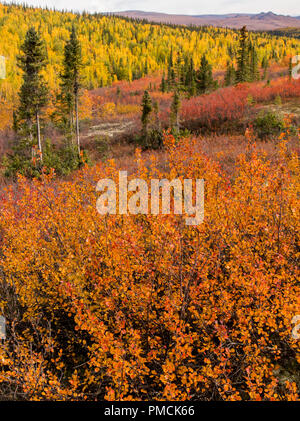 Couleurs d'automne dans la chaîne de Brooks, de l'Arctique de l'Alaska. Banque D'Images