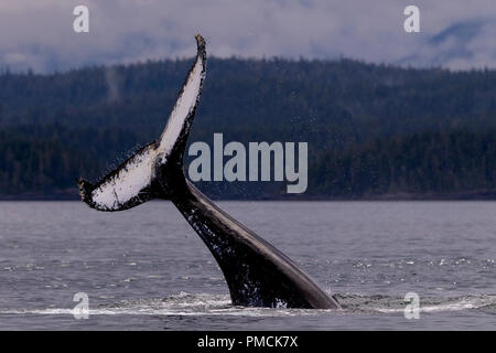 Humpback Whale tail slapping près de l'archipel de Broughton, Great Bear Rainforest, le territoire des Premières Nations, de la Colombie-Britannique, Canada. Banque D'Images