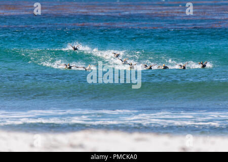 Groupe des îles Falkland Canards Vapeur, Sea Lion Island, îles Falkland. Banque D'Images