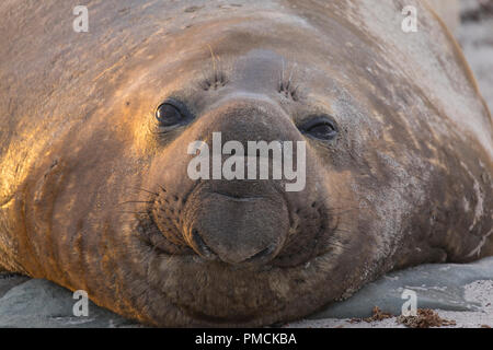 L'éléphant de mer, l'île de Sea Lion, îles Falkland. Banque D'Images