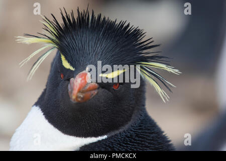 Rockhopper Penguin, Sea Lion Island, îles Falkland. Banque D'Images