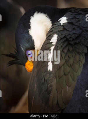 Imperial Shag, Sea Lion Island, îles Falkland. Banque D'Images