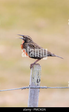 Long-tailed meadowlark, carcasses Island, îles Falkland. Banque D'Images