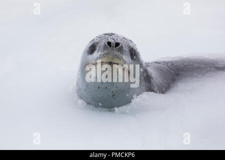 Leopard Seal, Right Whale Bay, la Géorgie du Sud, l'Antarctique. Banque D'Images