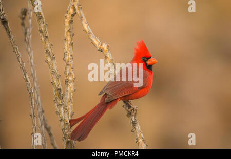 Cardinal rouge, en Arizona. Banque D'Images