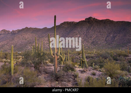 Coucher de soleil dans la Tortolita Mountains, Arizona. Banque D'Images