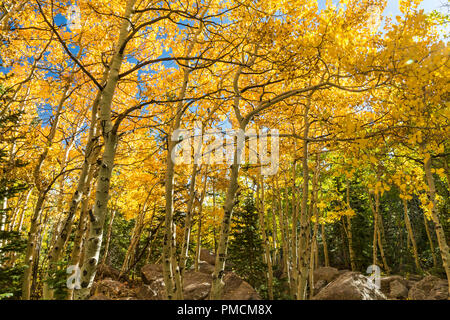 Peupliers d'or au début de l'automne sur le Glacier Trail gorges dans le Parc National des Montagnes Rocheuses, Estes Park, Colorado. Banque D'Images