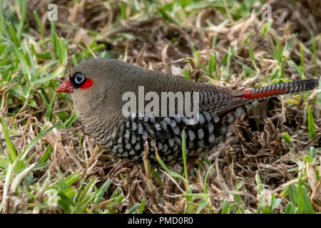 Red-eared Firetail Stagonopleura oculata, à Bridgetown, WA, Australie Banque D'Images
