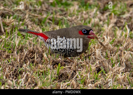 Red-eared Firetail Stagonopleura oculata, à Bridgetown, WA, Australie Banque D'Images