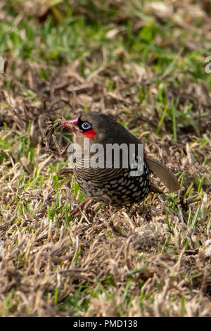 Red-eared Firetail Stagonopleura oculata, à Bridgetown, WA, Australie Banque D'Images