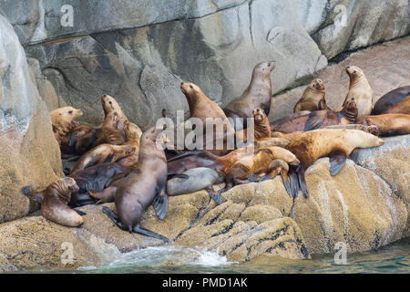 Otaries près de Ketchikan, Alaska. Banque D'Images