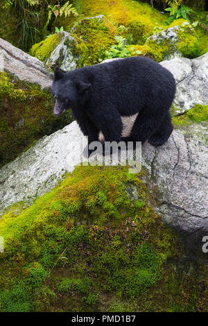 Anan Creek Observatoire de l'Ours, la Forêt Nationale Tongass en Alaska. Banque D'Images