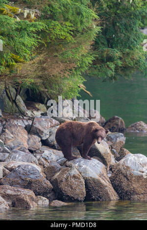 L'île Baranof, ours brun, la Forêt Nationale Tongass en Alaska. Banque D'Images