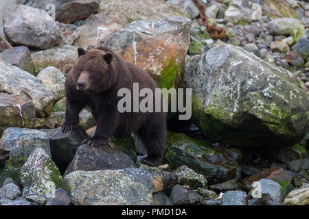 L'île Baranof, ours brun, la Forêt Nationale Tongass en Alaska. Banque D'Images