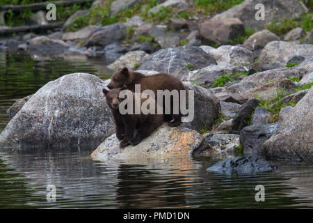 L'île Baranof, ours brun, la Forêt Nationale Tongass en Alaska. Banque D'Images