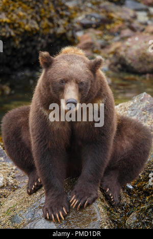 L'île Baranof, ours brun, la Forêt Nationale Tongass en Alaska. Banque D'Images