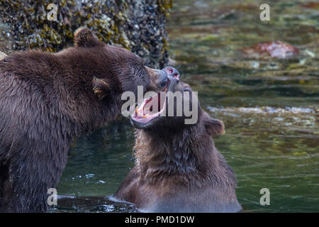 L'île Baranof, ours brun, la Forêt Nationale Tongass en Alaska. Banque D'Images