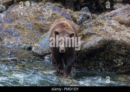 L'île Baranof, ours brun, la Forêt Nationale Tongass en Alaska. Banque D'Images