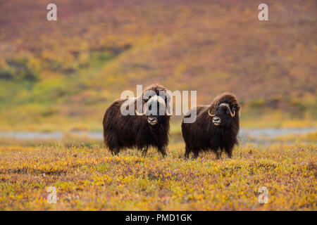 Au cours de l'automne de Muskox dans l'Alaska arctique. Banque D'Images