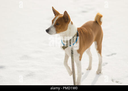 Portrait of mature Basenji chien debout sur une neige fraîche et à la recherche dans le lointain Banque D'Images