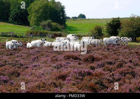 Le roydon, commune West Norfolk, Angleterre Banque D'Images