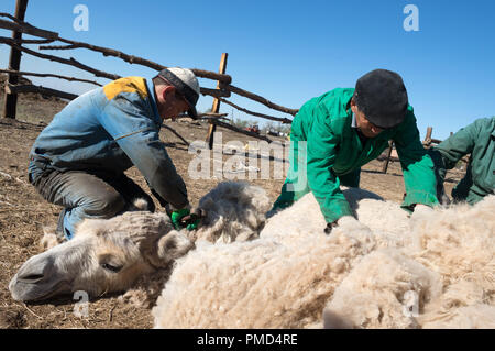 Chameau de Bactriane toison (clipping) à la ferme de chameaux "Aksarayskiy", région d'Astrakhan, Russie Banque D'Images