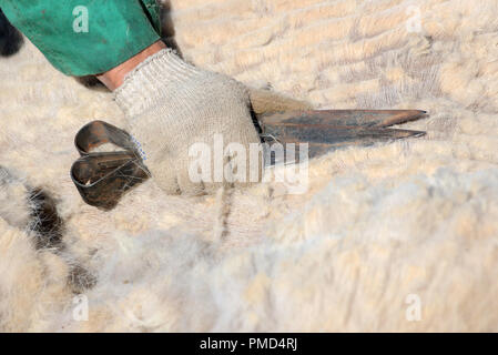 Chameau de Bactriane toison (clipping) à la ferme de chameaux "Aksarayskiy", région d'Astrakhan, Russie Banque D'Images