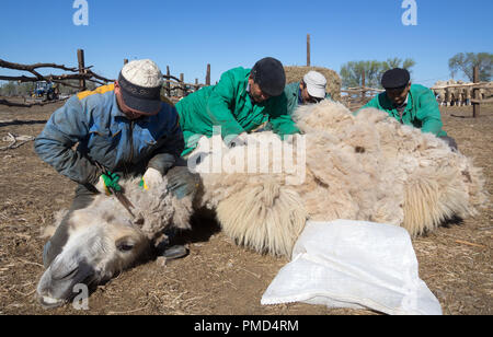 Chameau de Bactriane toison (clipping) à la ferme de chameaux "Aksarayskiy", région d'Astrakhan, Russie Banque D'Images