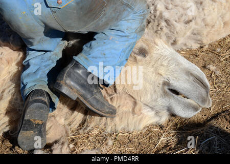 Chameau de Bactriane toison (clipping) à la ferme de chameaux "Aksarayskiy", région d'Astrakhan, Russie Banque D'Images