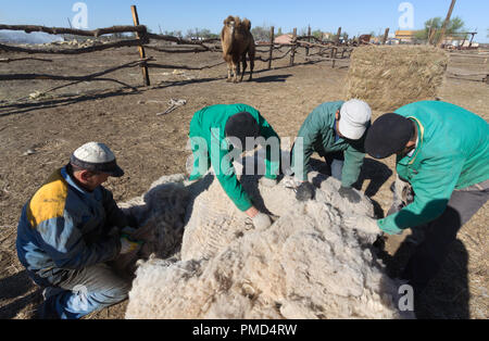 Chameau de Bactriane toison (clipping) à la ferme de chameaux "Aksarayskiy", région d'Astrakhan, Russie Banque D'Images