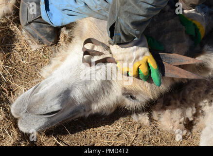 Chameau de Bactriane toison (clipping) à la ferme de chameaux "Aksarayskiy", région d'Astrakhan, Russie Banque D'Images