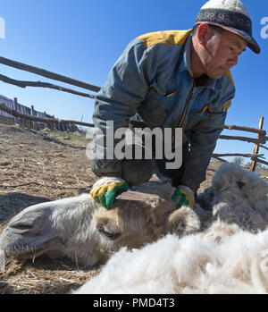 Chameau de Bactriane toison (clipping) à la ferme de chameaux "Aksarayskiy", région d'Astrakhan, Russie Banque D'Images