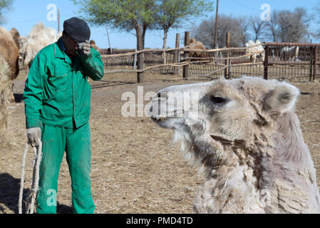 Chameau de Bactriane toison (clipping) à la ferme de chameaux "Aksarayskiy", région d'Astrakhan, Russie Banque D'Images