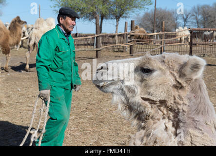 Chameau de Bactriane toison (clipping) à la ferme de chameaux "Aksarayskiy", région d'Astrakhan, Russie Banque D'Images
