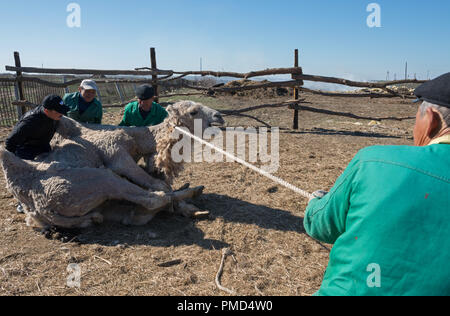 Chameau de Bactriane toison (clipping) à la ferme de chameaux "Aksarayskiy", région d'Astrakhan, Russie Banque D'Images