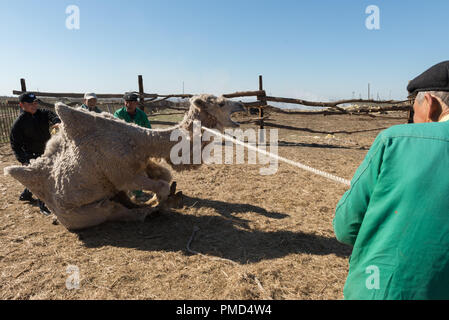 Chameau de Bactriane toison (clipping) à la ferme de chameaux "Aksarayskiy", région d'Astrakhan, Russie Banque D'Images