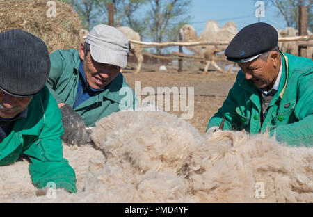 Chameau de Bactriane toison (clipping) à la ferme de chameaux "Aksarayskiy", région d'Astrakhan, Russie Banque D'Images