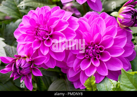 Belle floraison de fleurs fraîches dahlia violet dans le jardin Banque D'Images